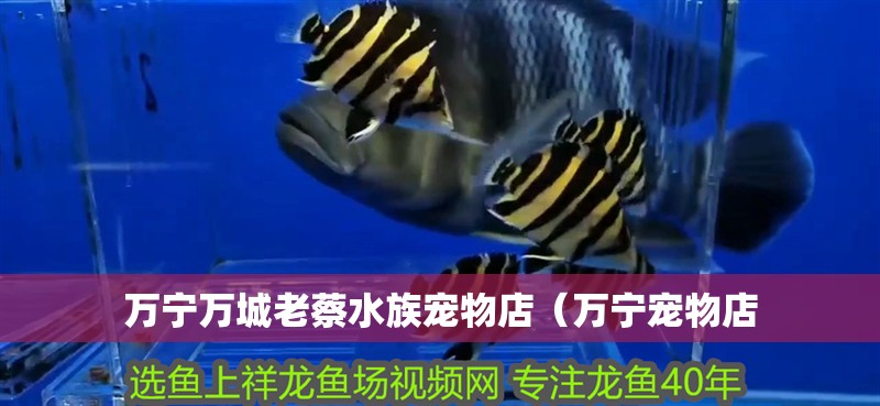 萬寧萬城老蔡水族寵物店（萬寧寵物店