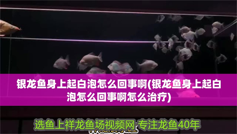銀龍魚身上起白泡怎么回事啊(銀龍魚身上起白泡怎么回事啊怎么治療)