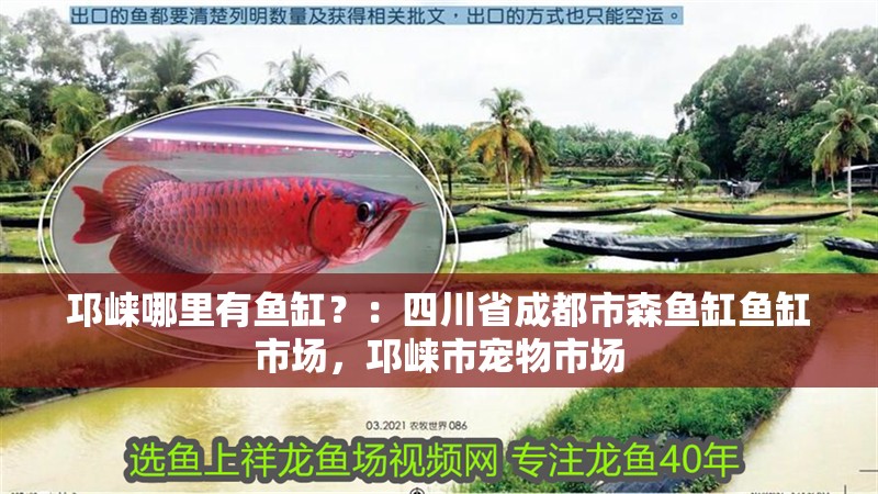 邛崍哪里有魚缸？：四川省成都市森魚缸魚缸市場，邛崍市寵物市場