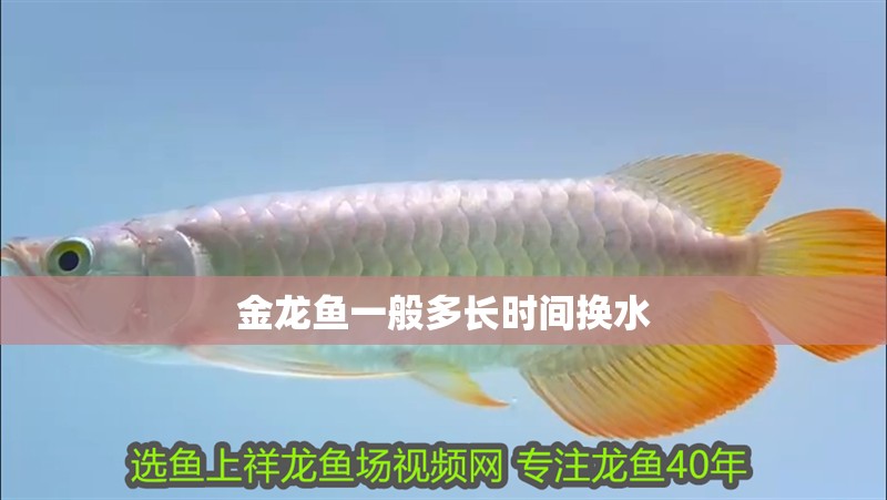 金龍魚一般多長時間換水