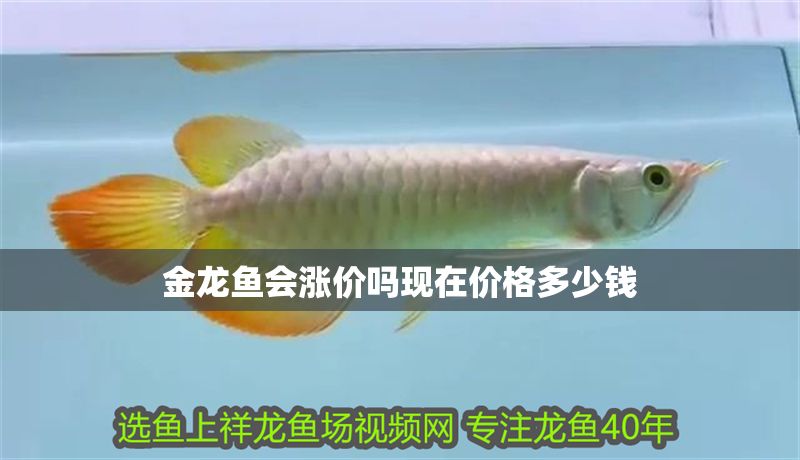 金龍魚會漲價嗎現在價格多少錢
