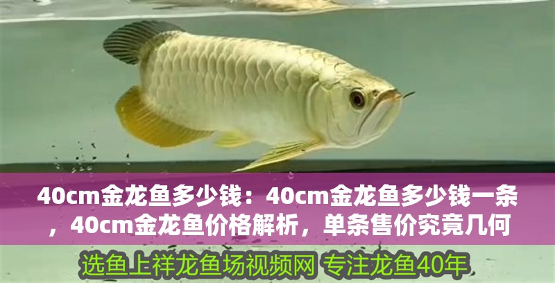 40cm金龍魚多少錢：40cm金龍魚多少錢一條，40cm金龍魚價格解析，單條售價究竟幾何