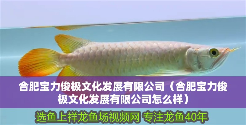 合肥寶力俊極文化發(fā)展有限公司（合肥寶力俊極文化發(fā)展有限公司怎么樣）