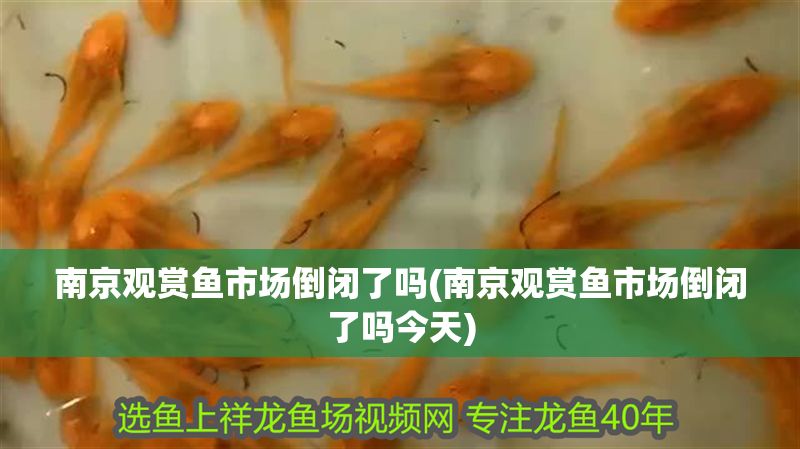 南京觀賞魚市場倒閉了嗎(南京觀賞魚市場倒閉了嗎今天) 南京觀賞魚市場倒閉了嗎(南京觀賞魚市場倒閉了嗎今天) 紅龍魚百科 第1張