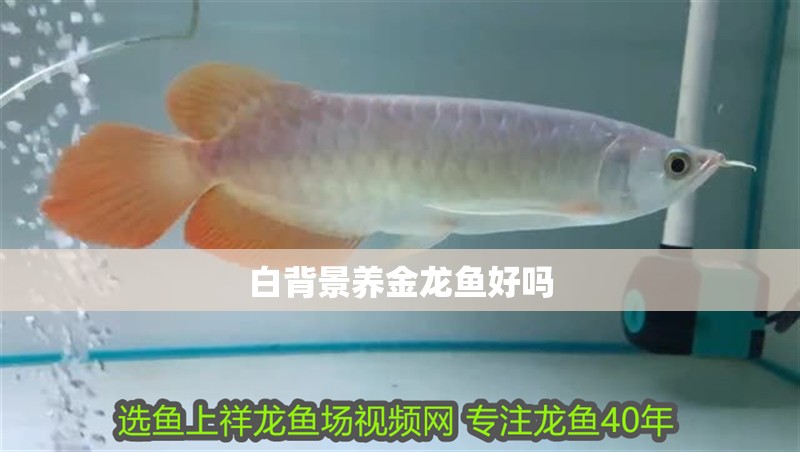 白背景養(yǎng)金龍魚好嗎