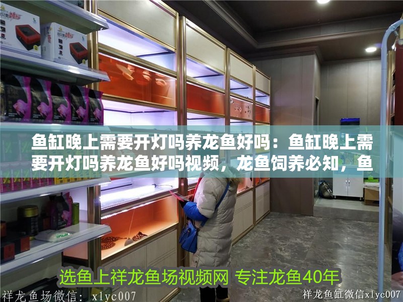 魚缸晚上需要開燈嗎養龍魚好嗎：魚缸晚上需要開燈嗎養龍魚好嗎視頻，龍魚飼養必知，魚缸夜間是否該開燈？
