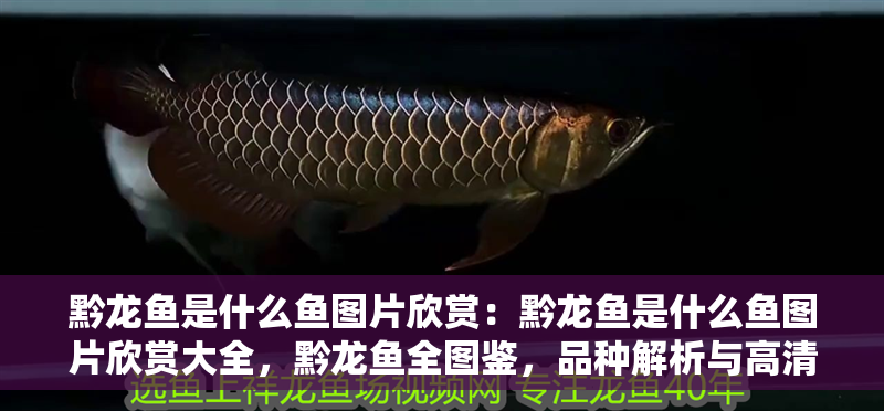 黔龍魚是什么魚圖片欣賞：黔龍魚是什么魚圖片欣賞大全，黔龍魚全圖鑒，品種解析與高清美圖鑒賞