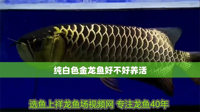 純白色金龍魚好不好養(yǎng)活