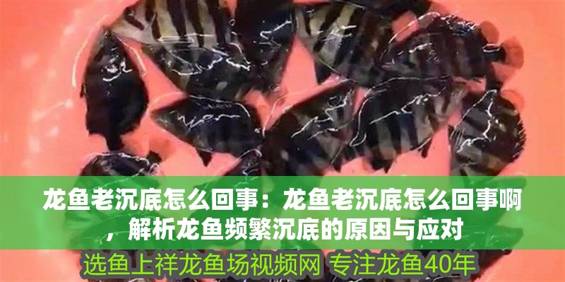 龍魚老沉底怎么回事：龍魚老沉底怎么回事啊，解析龍魚頻繁沉底的原因與應對
