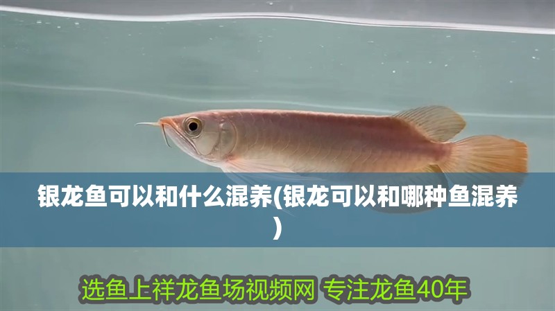 銀龍魚可以和什么混養(銀龍可以和哪種魚混養)