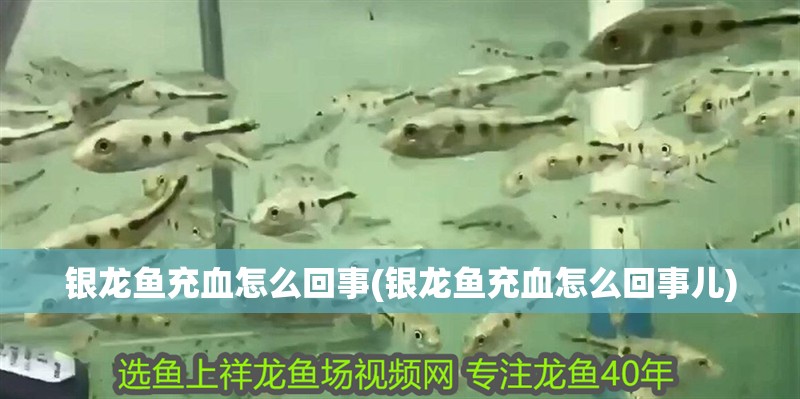 銀龍魚充血怎么回事(銀龍魚充血怎么回事兒)