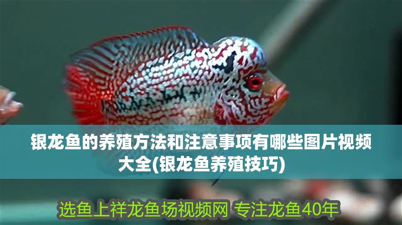 銀龍魚的養殖方法和注意事項有哪些圖片視頻大全(銀龍魚養殖技巧)
