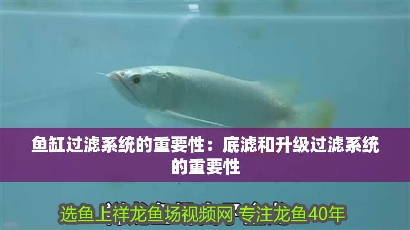 魚缸過濾系統(tǒng)的重要性：底濾和升級(jí)過濾系統(tǒng)的重要性