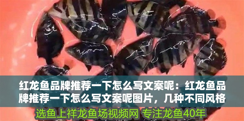 紅龍魚品牌推薦一下怎么寫文案呢：紅龍魚品牌推薦一下怎么寫文案呢圖片，幾種不同風格的標題供你參考，，解鎖紅龍魚品牌推薦文案撰寫秘籍，附驚艷圖片攻略！，超實用！教你寫出吸睛的紅龍魚品牌推薦文案與配圖技巧，一文搞定，紅龍魚品牌推薦文案創作及圖片