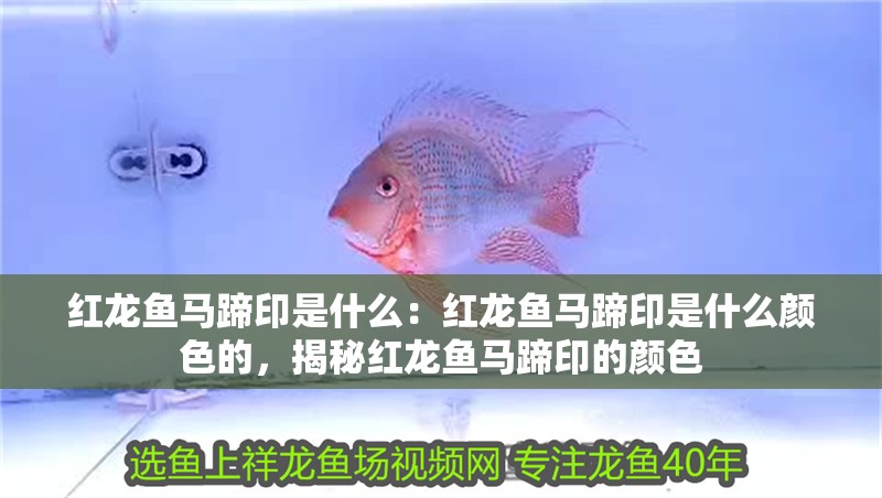 紅龍魚馬蹄印是什么：紅龍魚馬蹄印是什么顏色的，揭秘紅龍魚馬蹄印的顏色 紅龍魚馬蹄印是什么：紅龍魚馬蹄印是什么顏色的，揭秘紅龍魚馬蹄印的顏色 水族問答