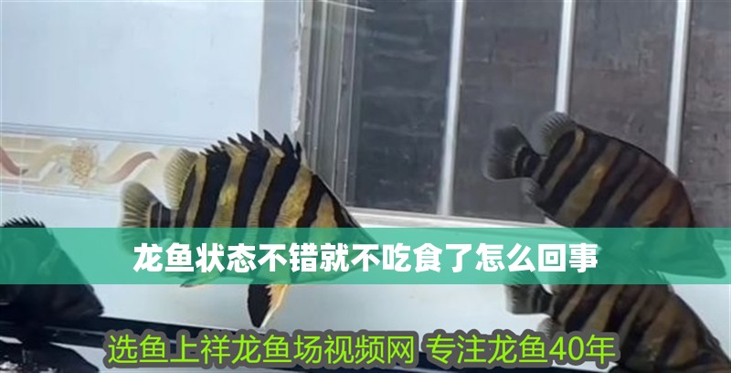 龍魚狀態不錯就不吃食了怎么回事