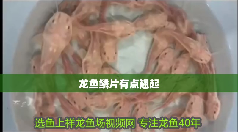 龍魚鱗片有點翹起