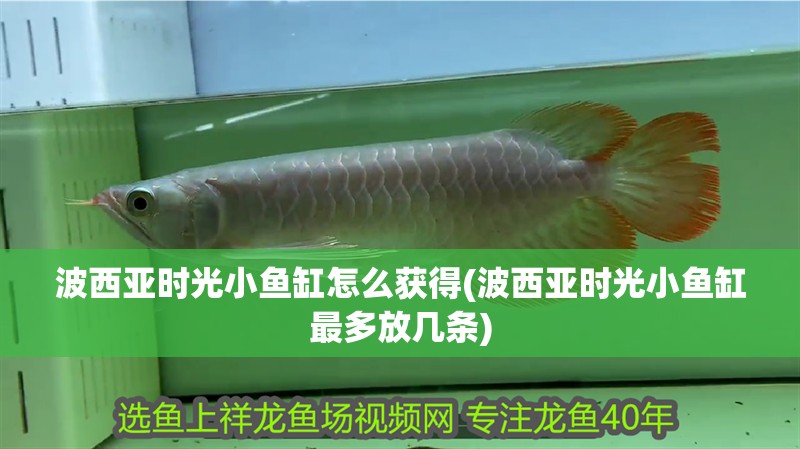 波西亞時光小魚缸怎么獲得(波西亞時光小魚缸最多放幾條)