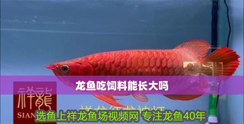 龍魚吃飼料能長大嗎