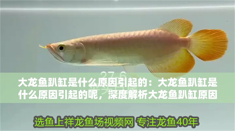 大龍魚趴缸是什么原因引起的：大龍魚趴缸是什么原因引起的呢，深度解析大龍魚趴缸原因