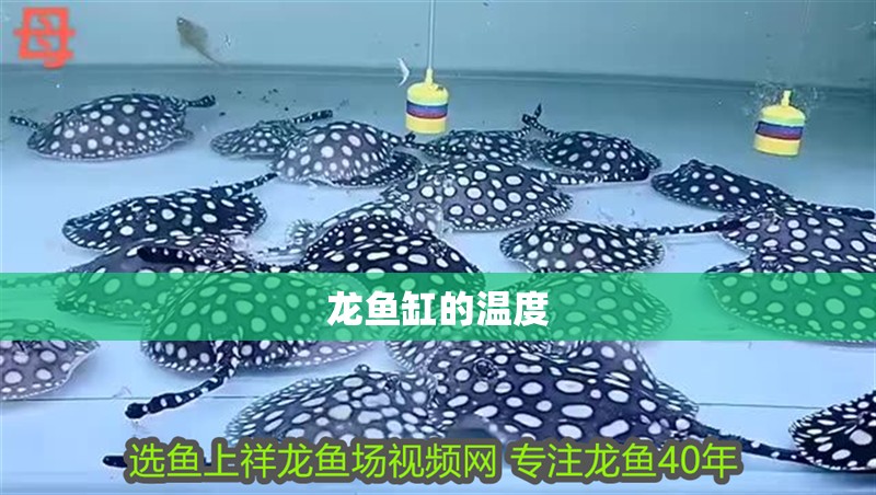 龍魚缸的溫度
