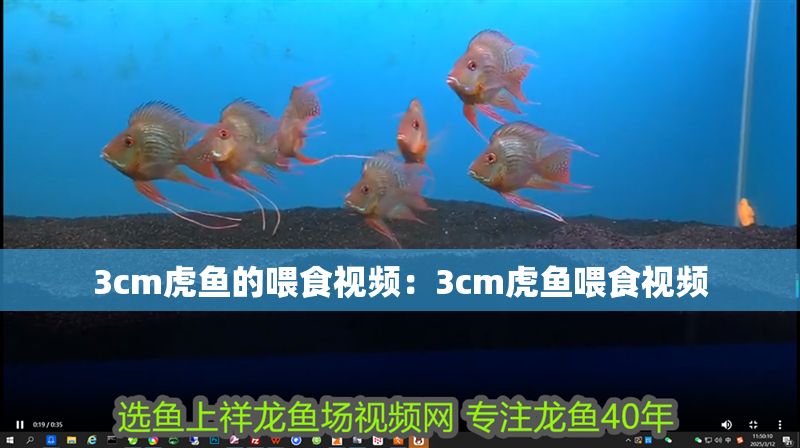 3cm虎魚的喂食視頻:3cm虎魚喂食視頻 虎魚百科 第2張 3cm虎魚的喂食視頻:3cm虎魚喂食視頻 3cm虎魚的喂食視頻:3cm虎魚喂食視頻 虎魚百科 第2張