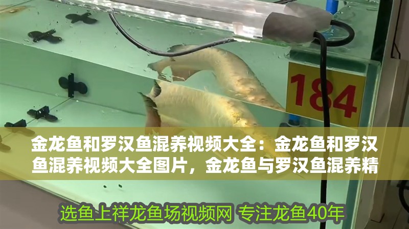 金龍魚和羅漢魚混養視頻大全：金龍魚和羅漢魚混養視頻大全圖片，金龍魚與羅漢魚混養精彩視頻及圖片全收錄