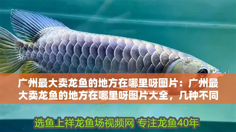 廣州最大賣(mài)龍魚(yú)的地方在哪里呀圖片：廣州最大賣(mài)龍魚(yú)的地方在哪里呀圖片大全，幾種不同風(fēng)格的標(biāo)題供你參考，，探秘廣州最大龍魚(yú)售賣(mài)地，高清圖片全收錄！，聚焦廣州，最大龍魚(yú)交易場(chǎng)所在哪？海量圖片揭秘！，直擊廣州最大賣(mài)龍魚(yú)之處，超全
