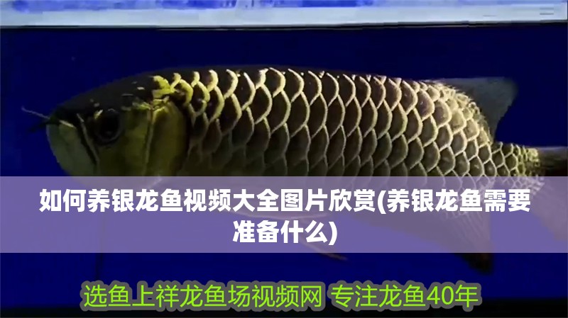 如何養銀龍魚視頻大全圖片欣賞(養銀龍魚需要準備什么)