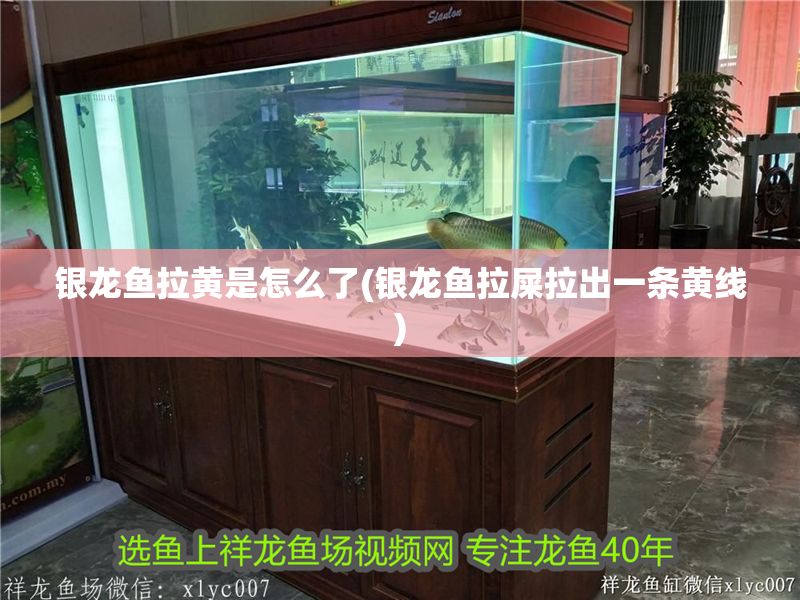 銀龍魚拉黃是怎么了(銀龍魚拉屎拉出一條黃線)