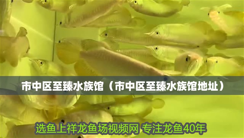 市中區至臻水族館（市中區至臻水族館地址）