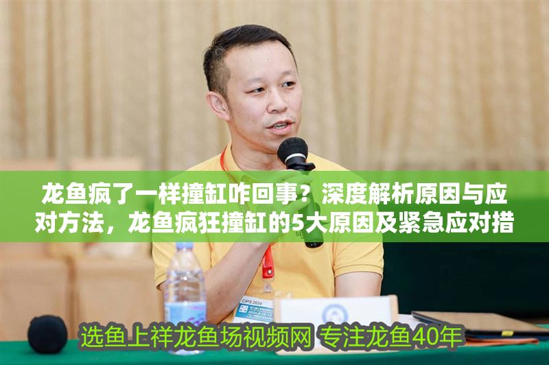龍魚瘋了一樣撞缸咋回事？深度解析原因與應對方法，龍魚瘋狂撞缸的5大原因及緊急應對措施