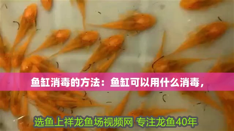 魚缸消毒的方法：魚缸可以用什么消毒，