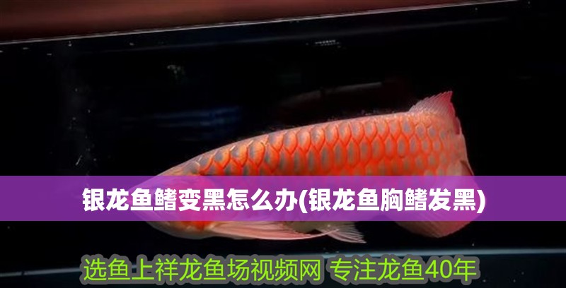 銀龍魚鰭變黑怎么辦(銀龍魚胸鰭發(fā)黑)