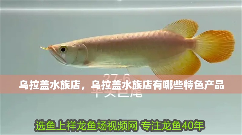 烏拉蓋水族店，烏拉蓋水族店有哪些特色產品