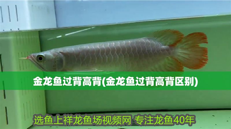 金龍魚過背高背(金龍魚過背高背區(qū)別)