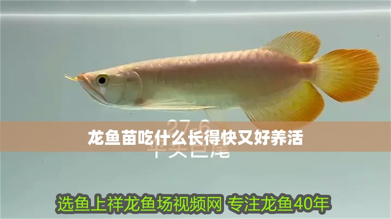 龍魚苗吃什么長得快又好養活