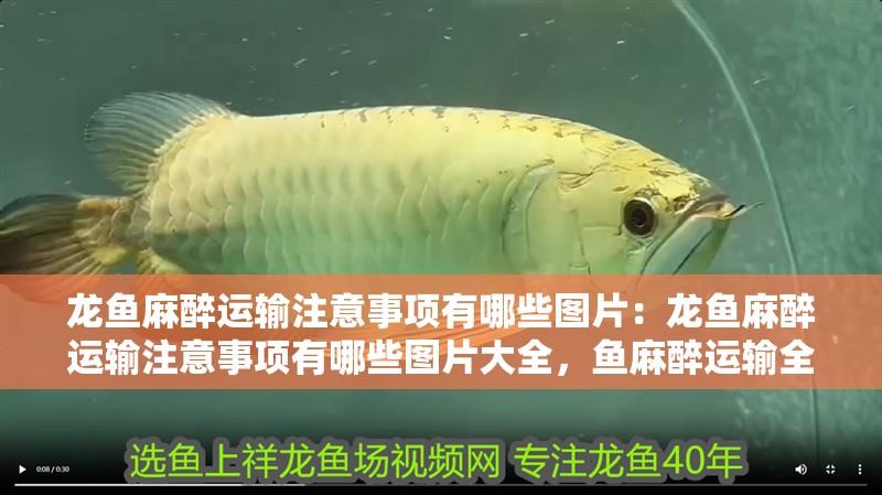 龍魚麻醉運輸注意事項有哪些圖片：龍魚麻醉運輸注意事項有哪些圖片大全，魚麻醉運輸全攻略，注意事項與圖片