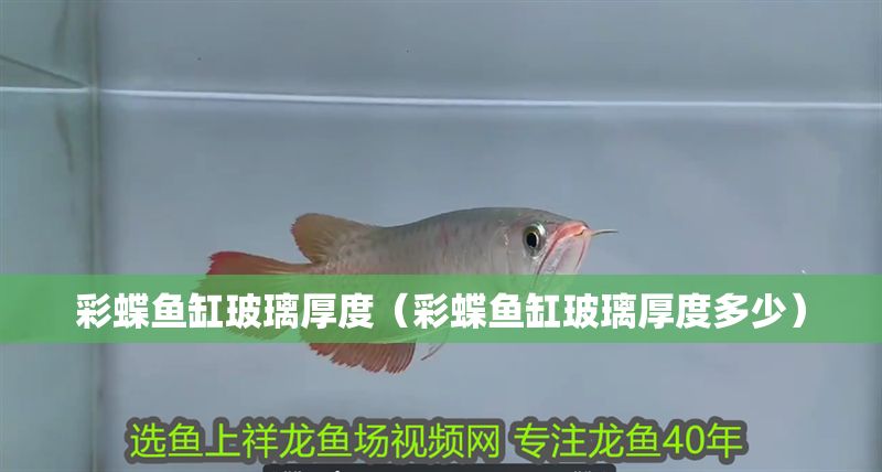彩蝶魚缸玻璃厚度（彩蝶魚缸玻璃厚度多少）