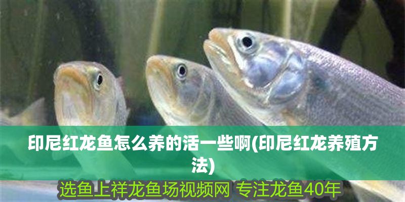 印尼紅龍魚怎么養的活一些啊(印尼紅龍養殖方法)