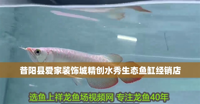 昔陽縣愛家裝飾城精創水秀生態魚缸經銷店