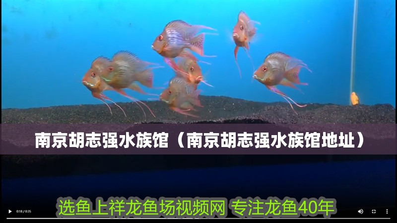 南京胡志強水族館（南京胡志強水族館地址）