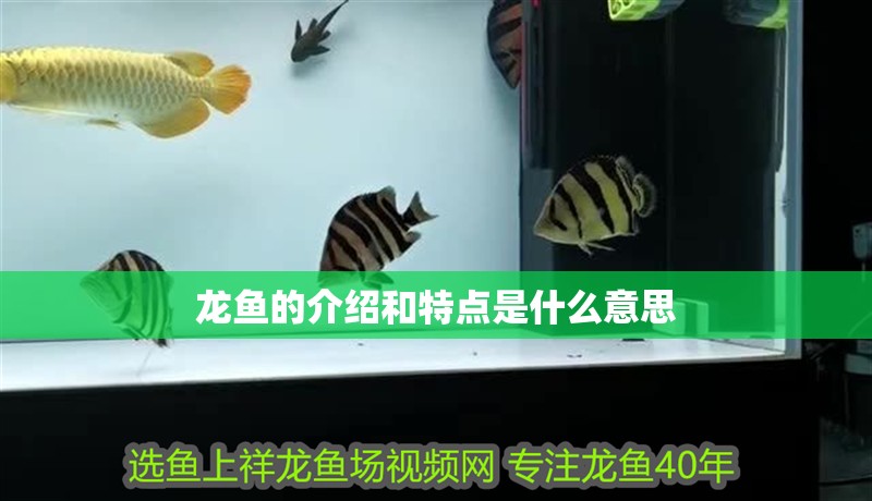 龍魚的介紹和特點是什么意思