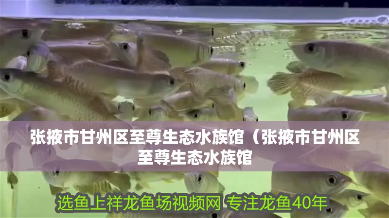 張掖市甘州區(qū)至尊生態(tài)水族館（張掖市甘州區(qū)至尊生態(tài)水族館