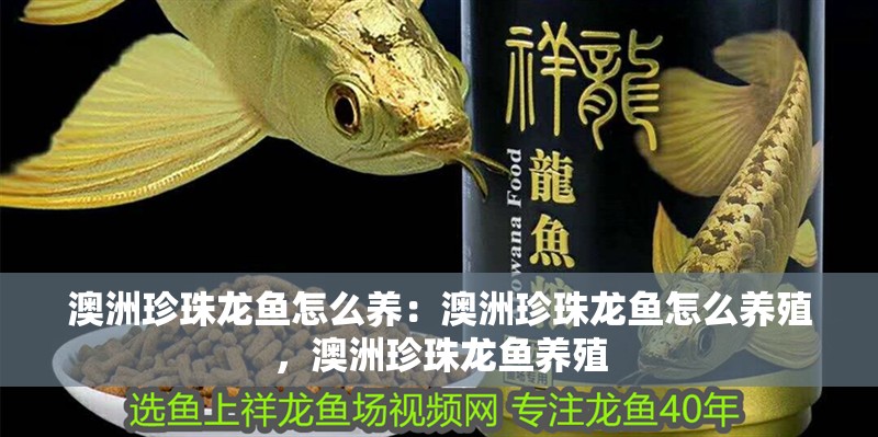 澳洲珍珠龍魚怎么養(yǎng)：澳洲珍珠龍魚怎么養(yǎng)殖，澳洲珍珠龍魚養(yǎng)殖