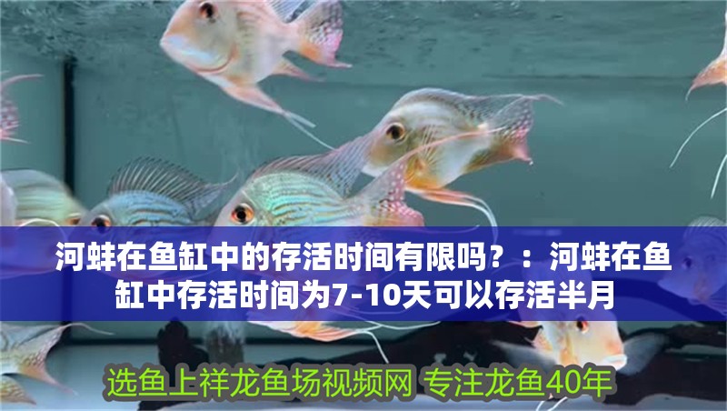 河蚌在魚缸中的存活時間有限嗎？：河蚌在魚缸中存活時間為7-10天可以存活半月