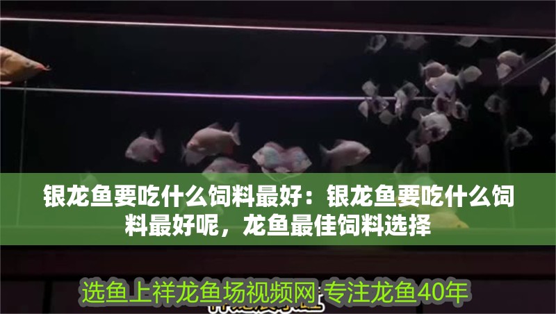 銀龍魚(yú)要吃什么飼料最好：銀龍魚(yú)要吃什么飼料最好呢，龍魚(yú)最佳飼料選擇