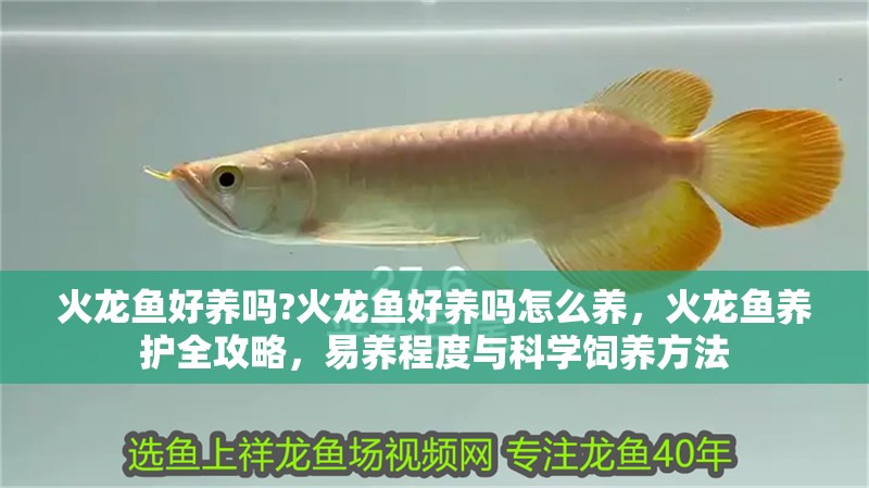 火龍魚好養嗎?火龍魚好養嗎怎么養，火龍魚養護全攻略，易養程度與科學飼養方法