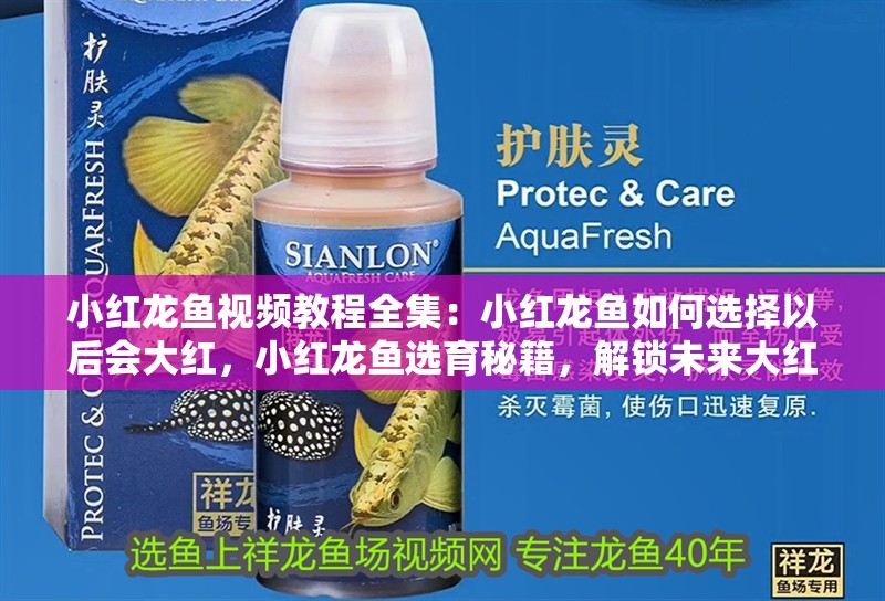 小紅龍魚視頻教程全集：小紅龍魚如何選擇以后會大紅，小紅龍魚選育秘籍，解鎖未來大紅潛質全