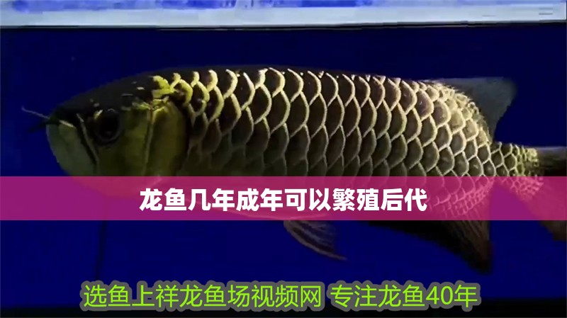龍魚幾年成年可以繁殖后代